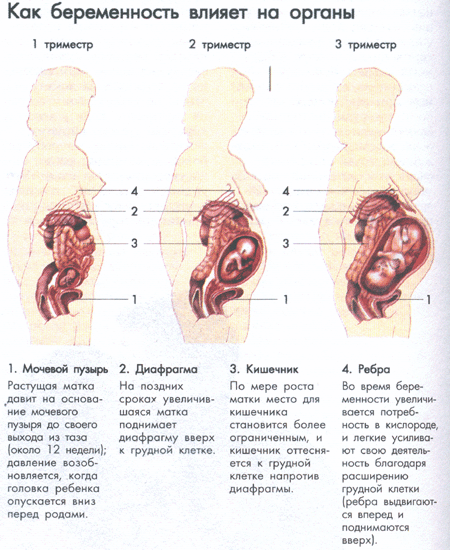 Второй Триместр Беременности Фото